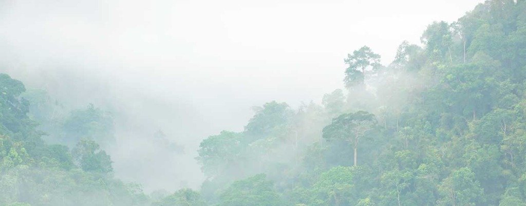 Atmósfera campestre de bosque andino con niebla matutina en el Oriente Antioqueño
